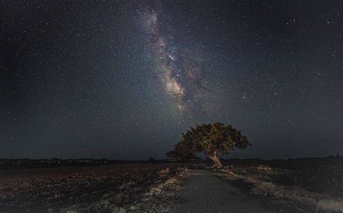 Mily Way over the juniper tree