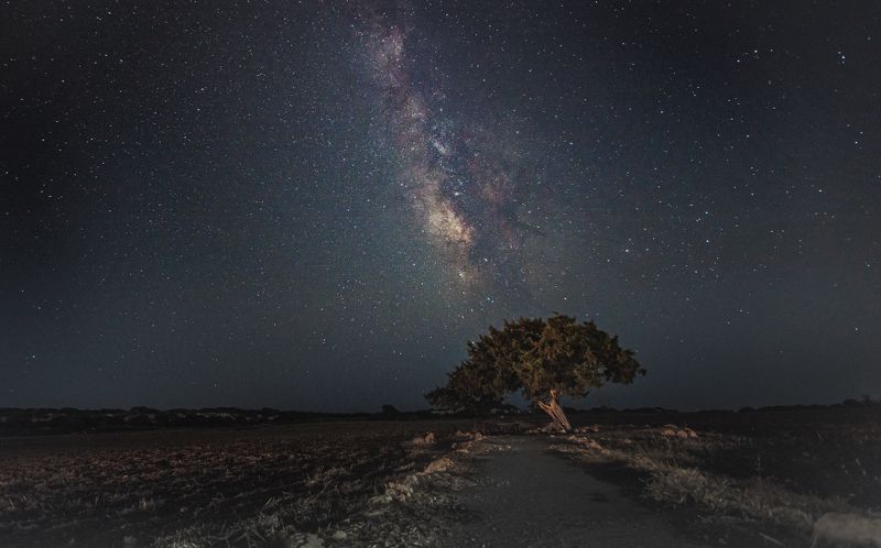 milky way, stars, night sky, landscape Mily Way over the juniper tree фото превью