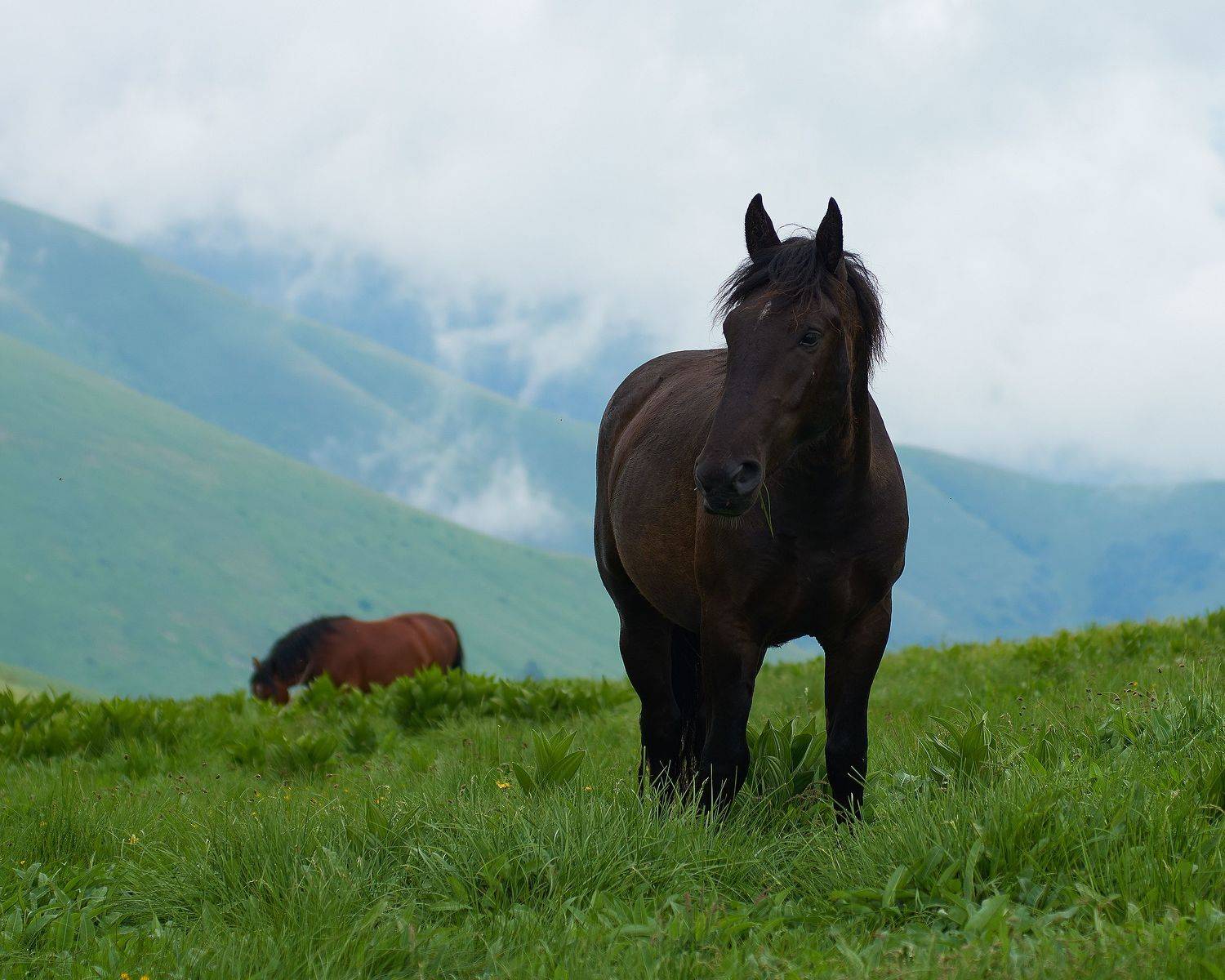 пейзаж, пейзажная фотография, пейзажи, кони, животные, путешествие, landscape, landscapes, landscape photography, Кармаков Матвей
