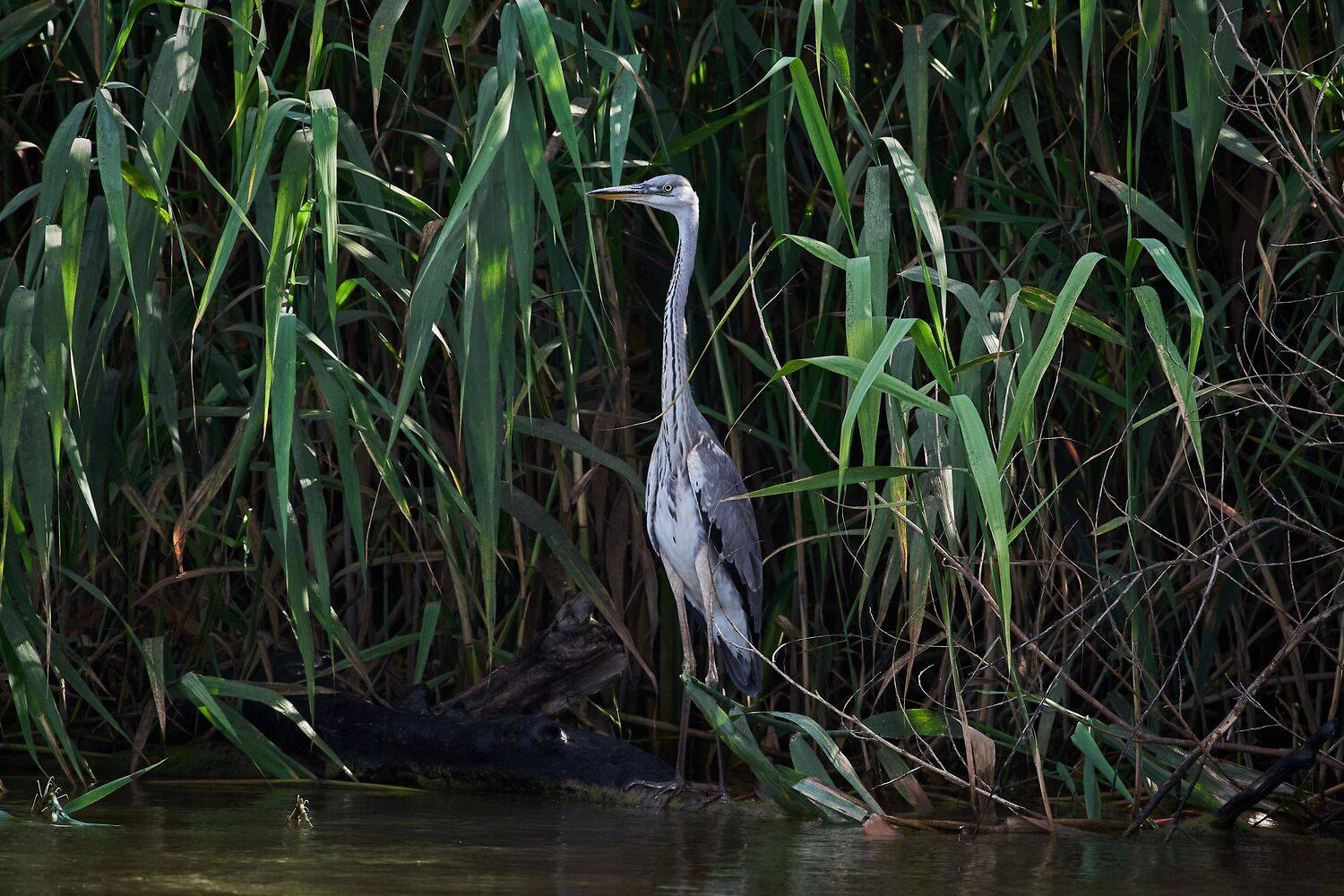 bird, birds, birdswatching, volgograd, russia, Ardea cinerea,, Сторчилов Павел