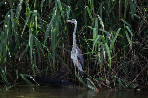 Ardea cinerea