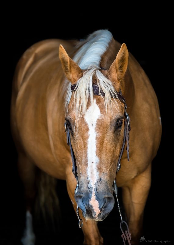 Carmel  фото превью