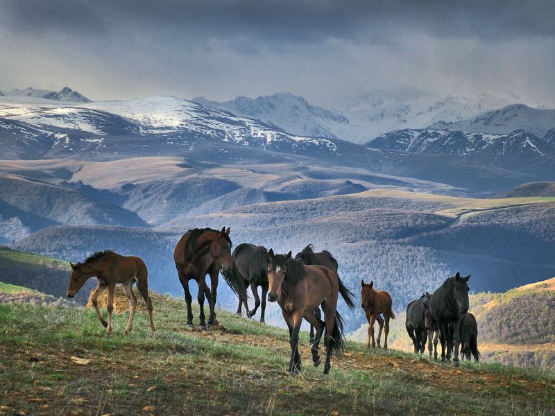 кавказ, кабардино-балкария, приэльбрусье, лошади В горах Кавказа фото превью