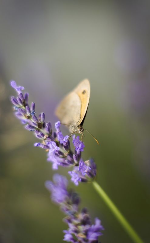 )i( )i( фото превью