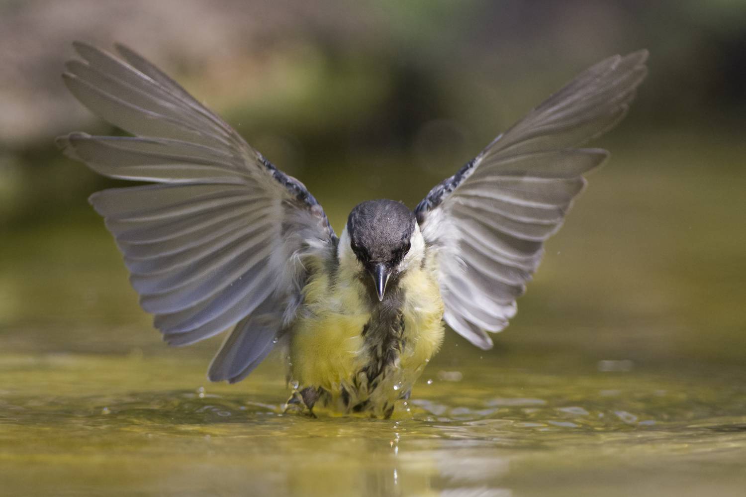 , Евгени Стефанов