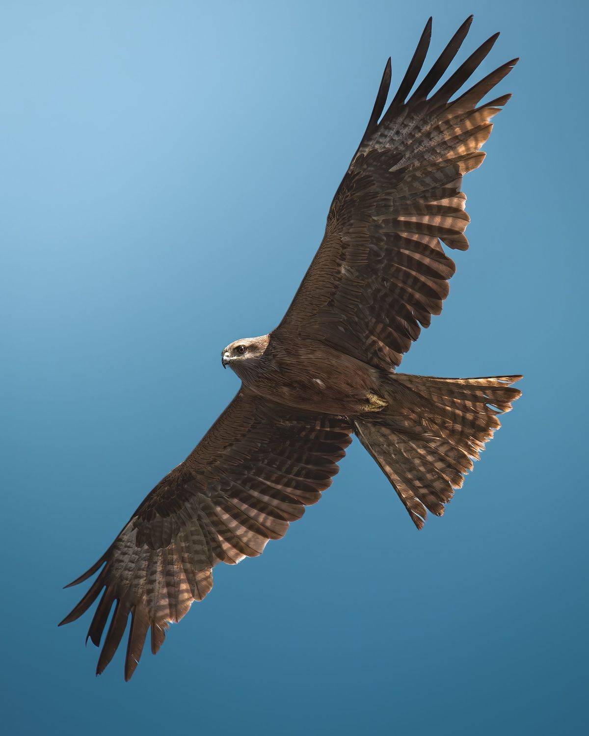 , Поляков Михаил