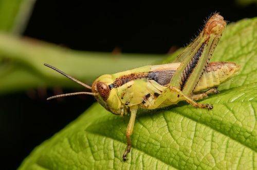 Little Cricket