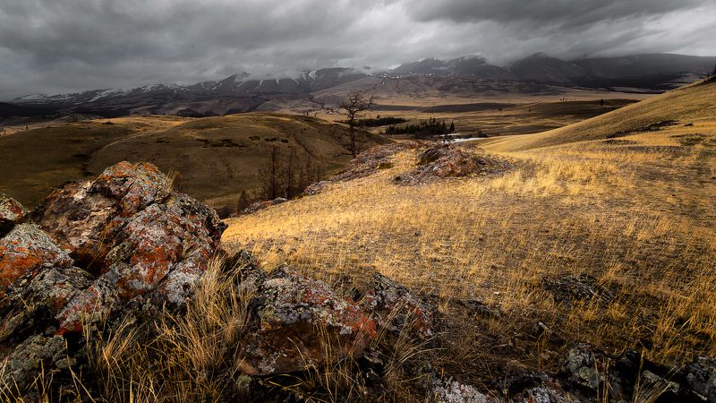 Степь, Горный Алтай, Курай, Пасмутно, Сухая трава Эх, вскочить бы на коня и поскакать! фото превью