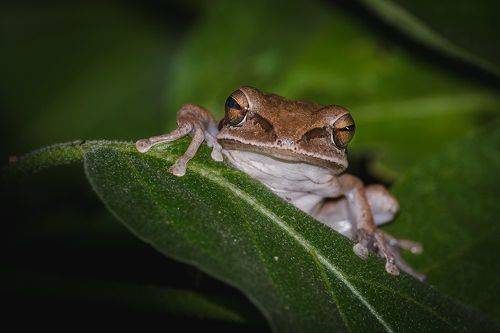 Common tree frog