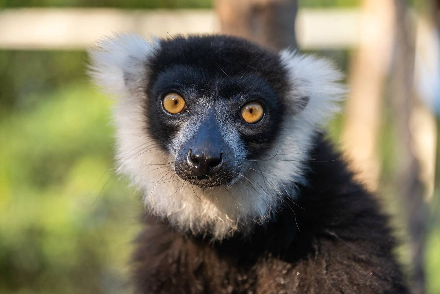 , Владимир Брагилевский