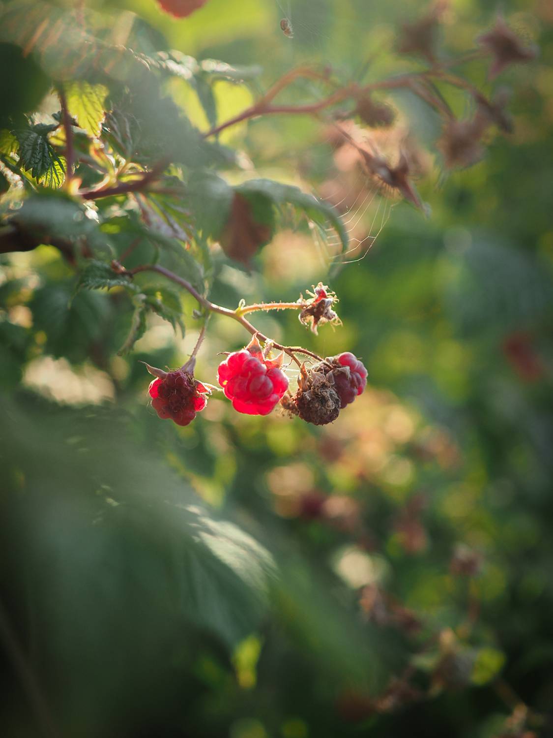 , Сергей Калёв