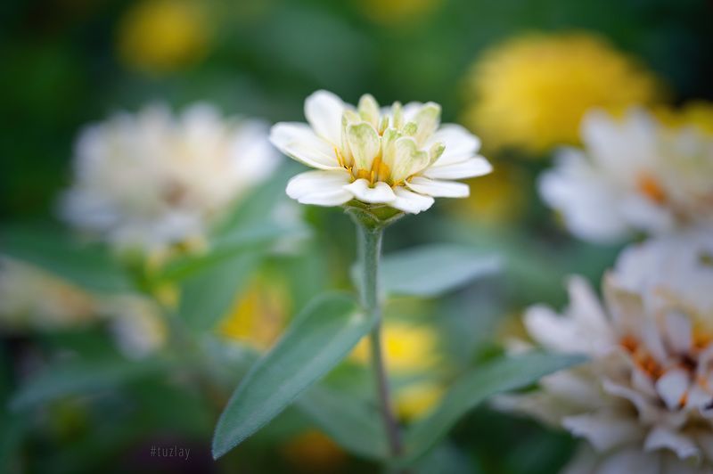 Цветочек фото превью