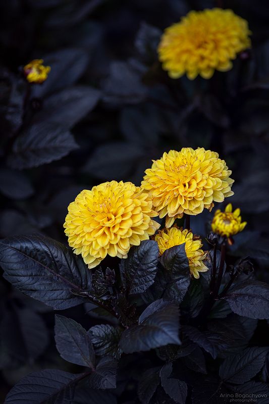 Георгины фото превью