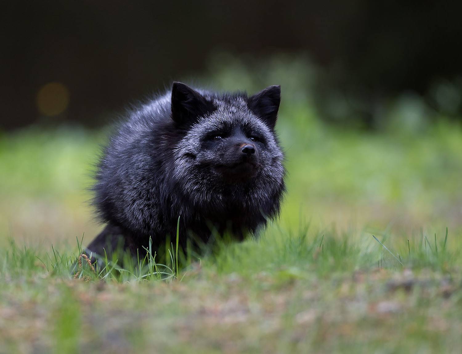 лиса, чернобурая, лес, природа, fox, beautiful, forest, nature, Стукалова Юлия