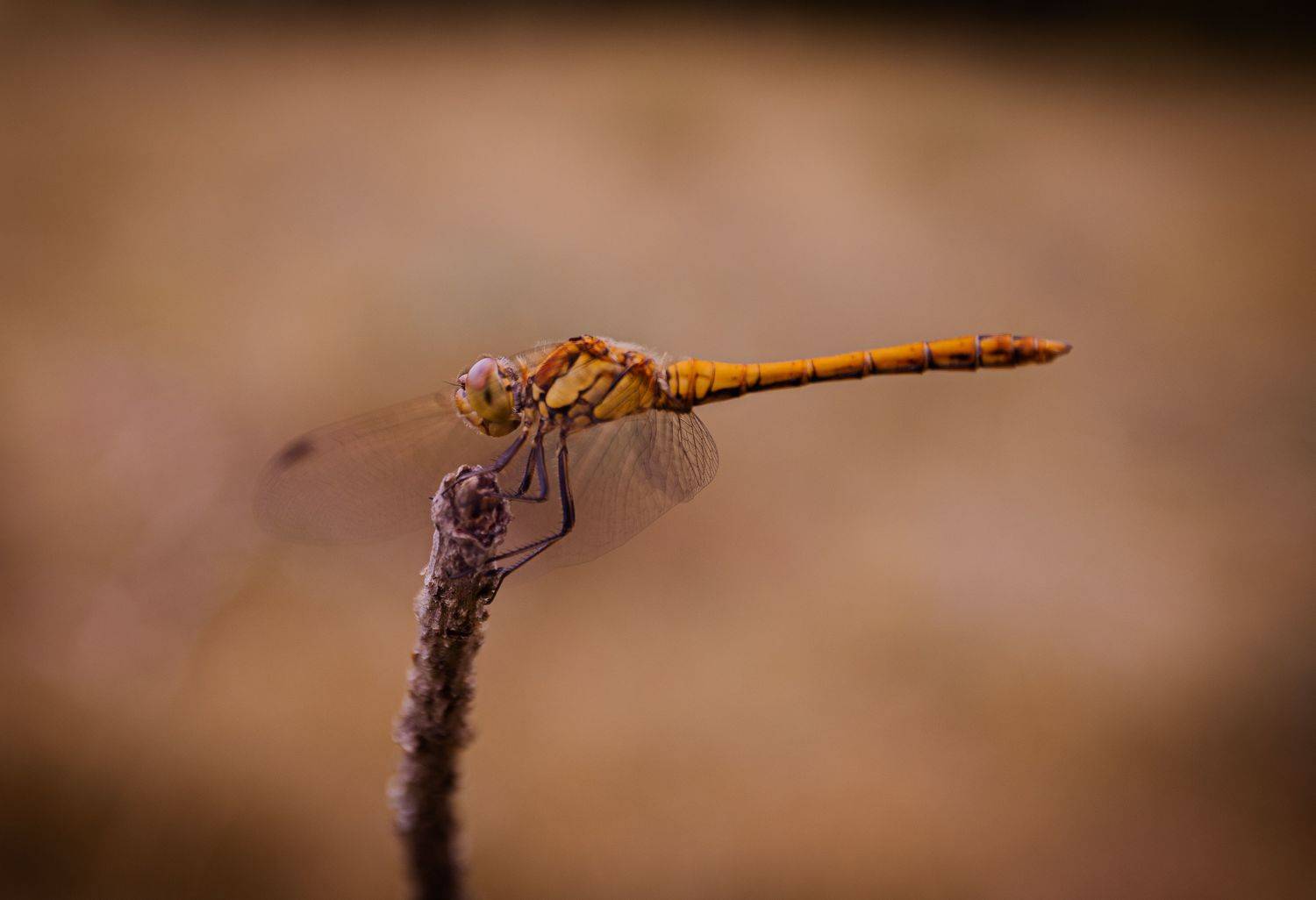 , Krzysztof Trojanowski