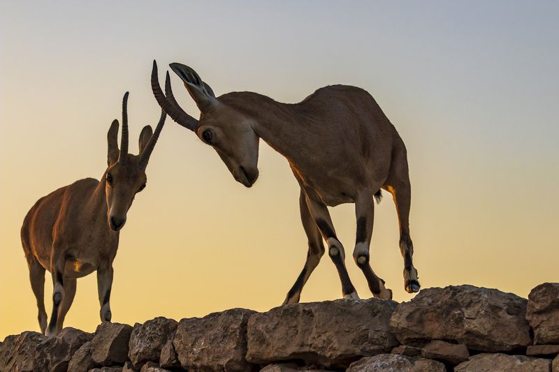 fight фото превью