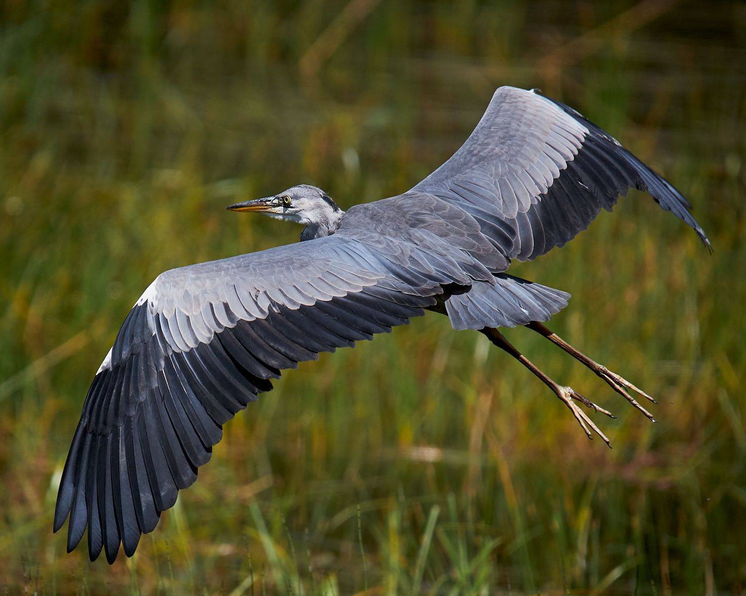 цапля серая летит птица в полете, Mikhail Khmelevskiy