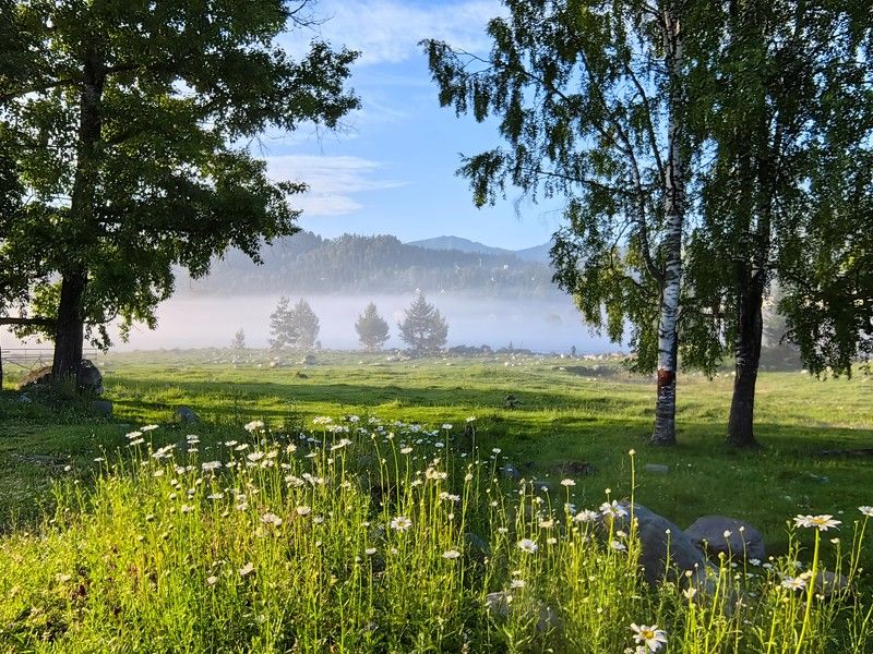 Лето с ромашками и туманом фото превью