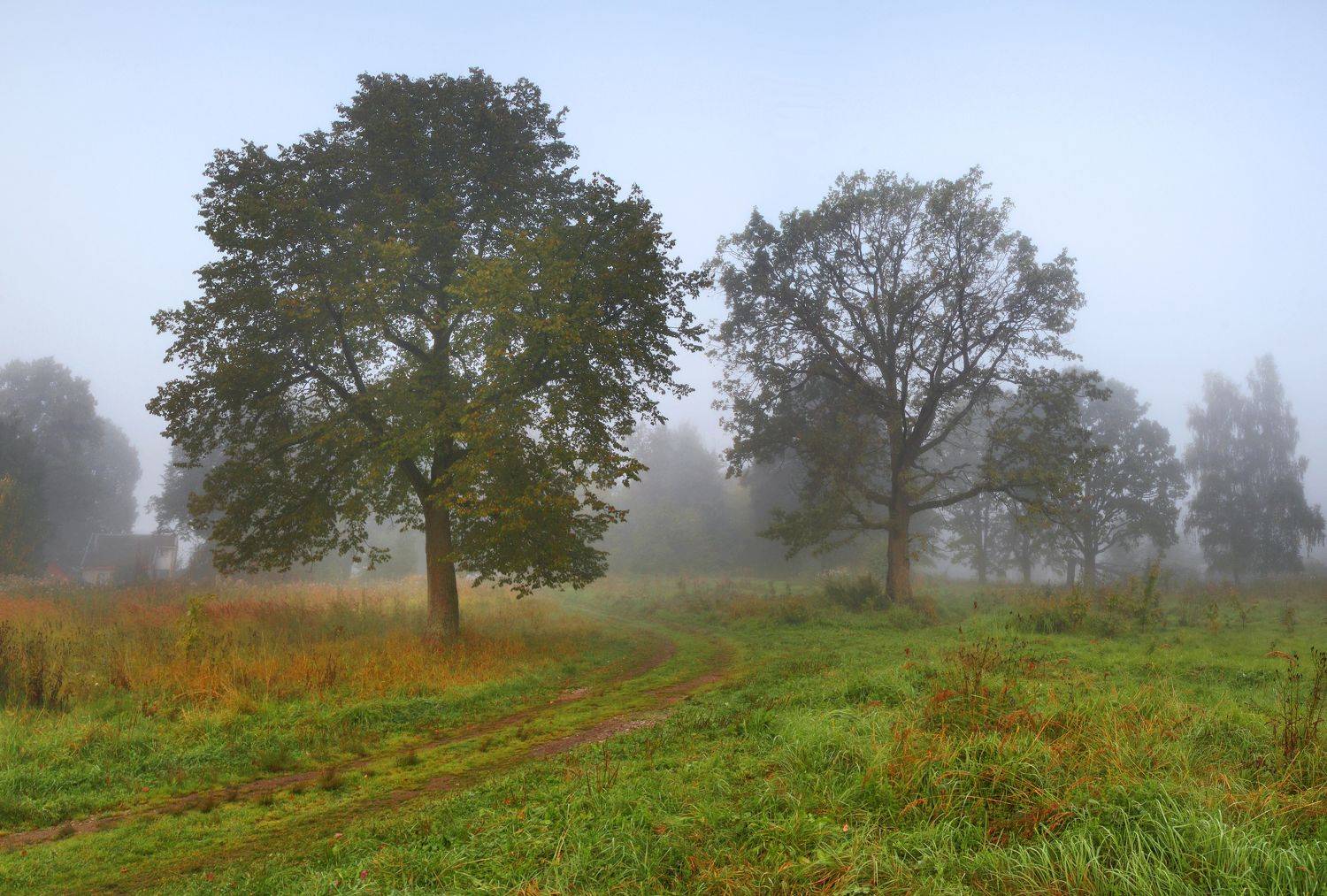 осень, дорога, лес, Александр Свистков