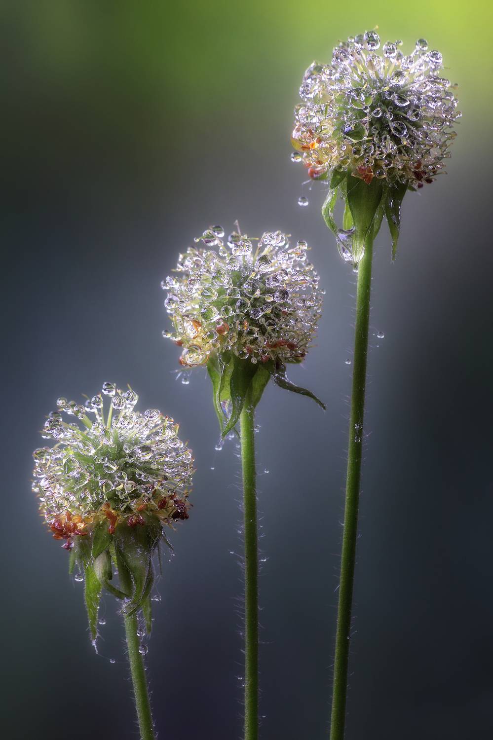 гравилат дождь природа лето капли свет вода фотография, Еремеев Дмитрий