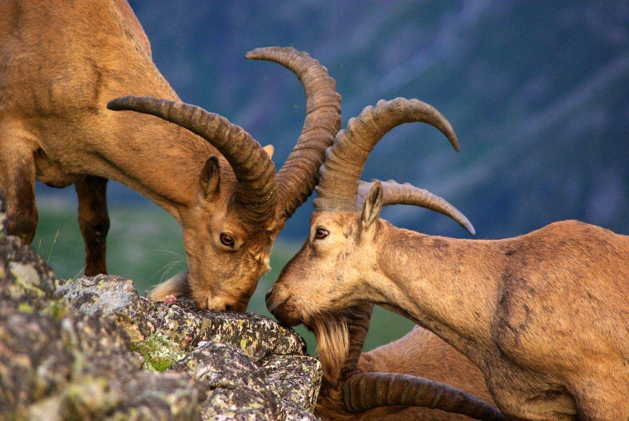 архыз, Андрей Любимов