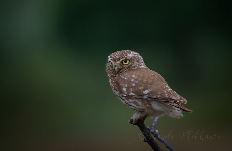 ,little owl, Философ фото превью