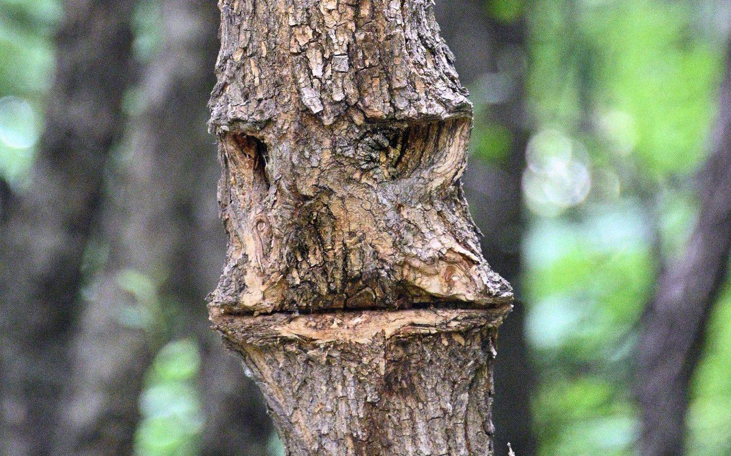 , Меднов Влад