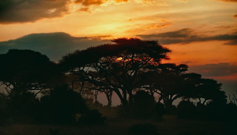 evening sunshine savanna kenya Evening in savanna фото превью