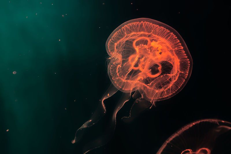 Грация фото превью