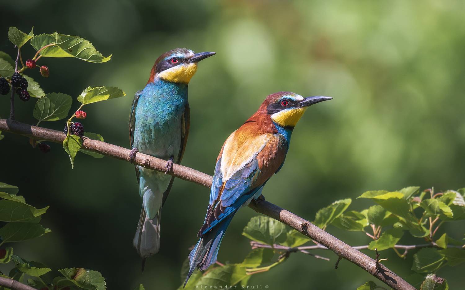 золотистая щурка, птица, пчелоедка, merop apiaster, фотоохота, Круль Александр