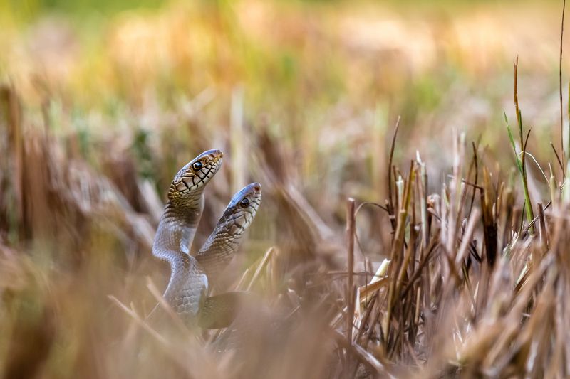 Snake dance фото превью