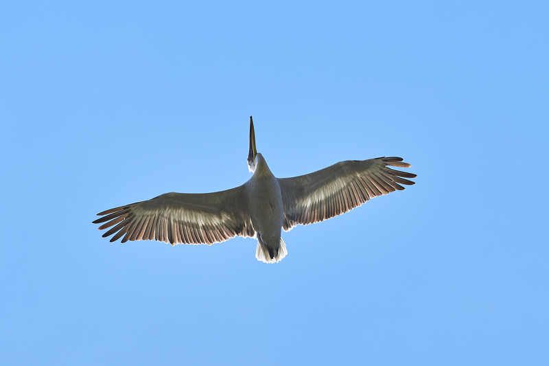 Pelecanus crispus фото превью