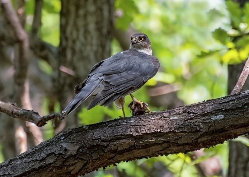 птица, ястреб перепелятник, добыча, охотник, Охотник.. фото превью