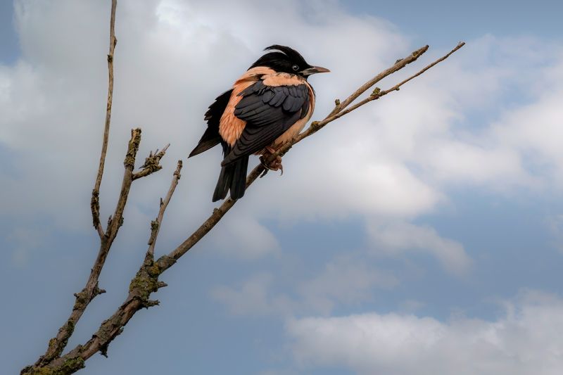 розовый скворец *** фото превью