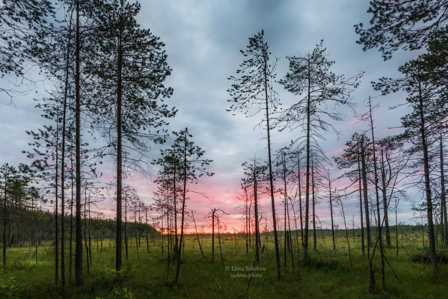 утро, рассвет, болото, пейзаж, лето, север, Соколова Елена