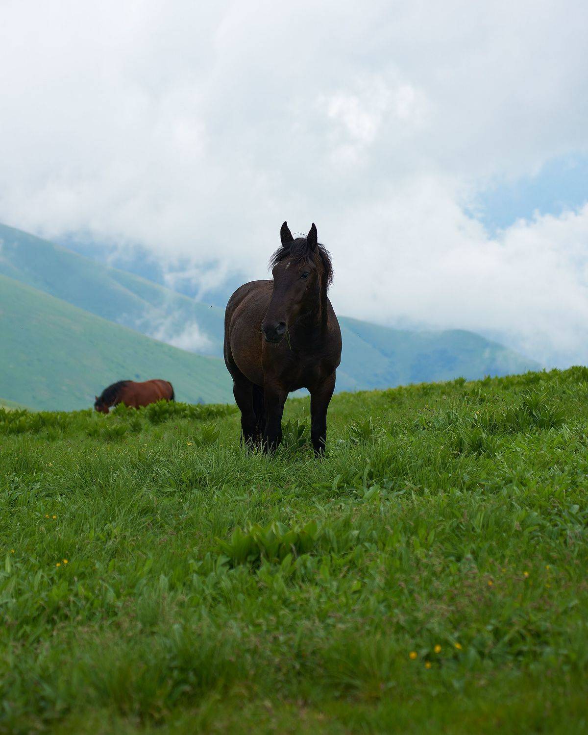 пейзаж, пейзажная фотография, пейзажи, кони, животные, путешествие, landscape, landscapes, landscape photography, Кармаков Матвей