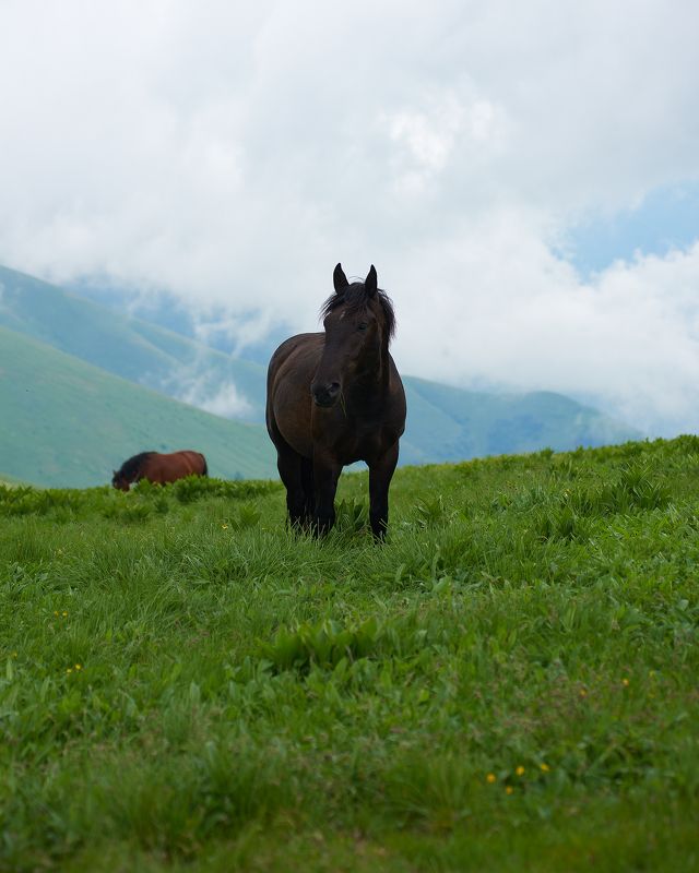 пейзаж, пейзажная фотография, пейзажи, кони, животные, путешествие, landscape, landscapes, landscape photography Дикие кони фото превью