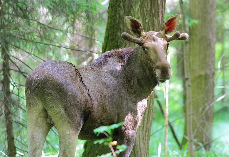 Лосёнок фото превью