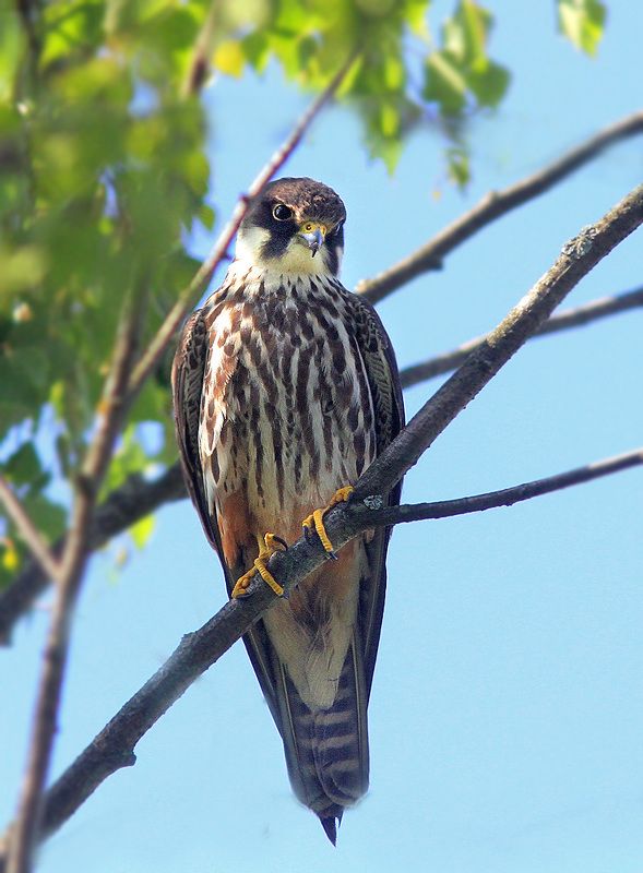 Чеглок фото превью