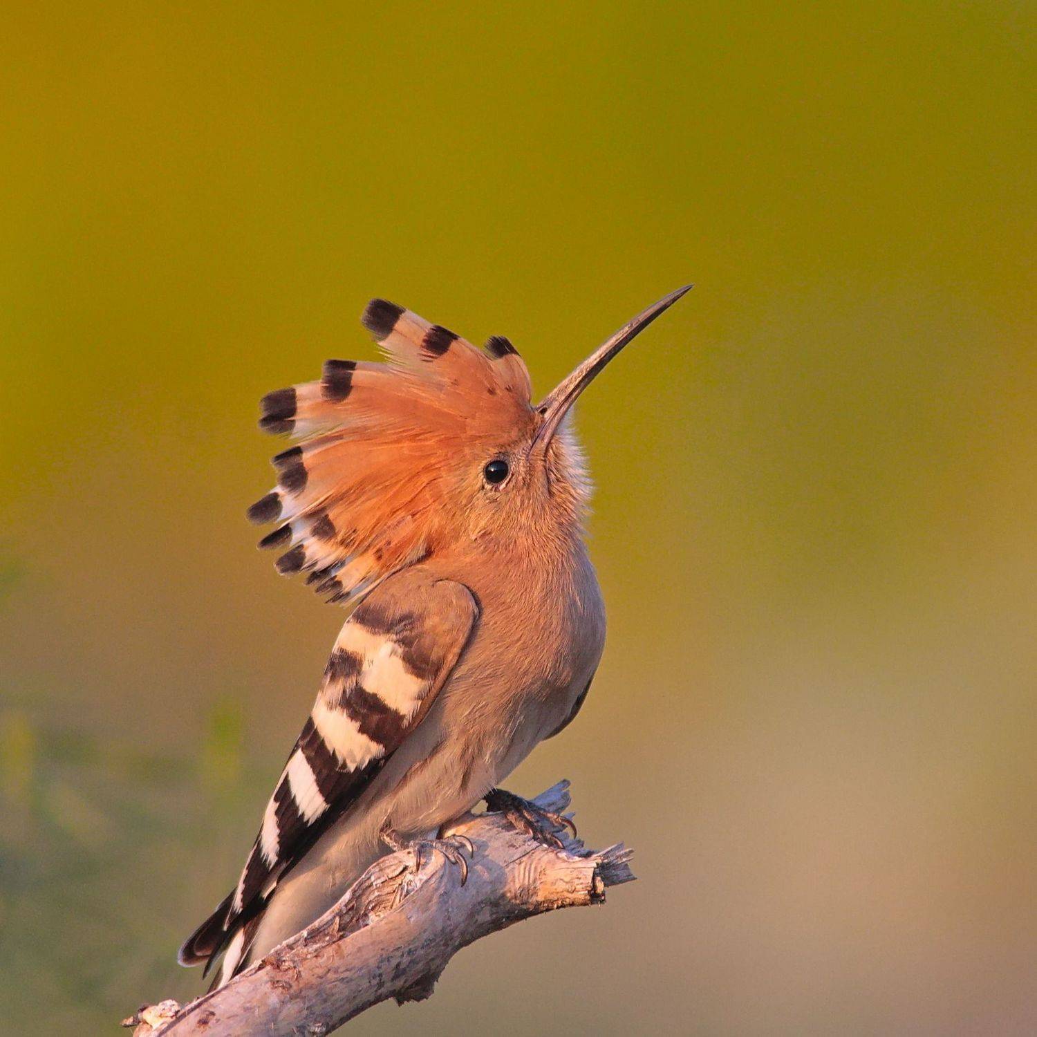 upupa epops,, sergey izoya