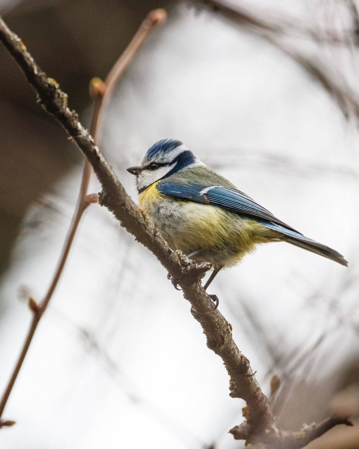 синица, лазоревка, Cyanistes caeruleus, птицы, Сыч Римма
