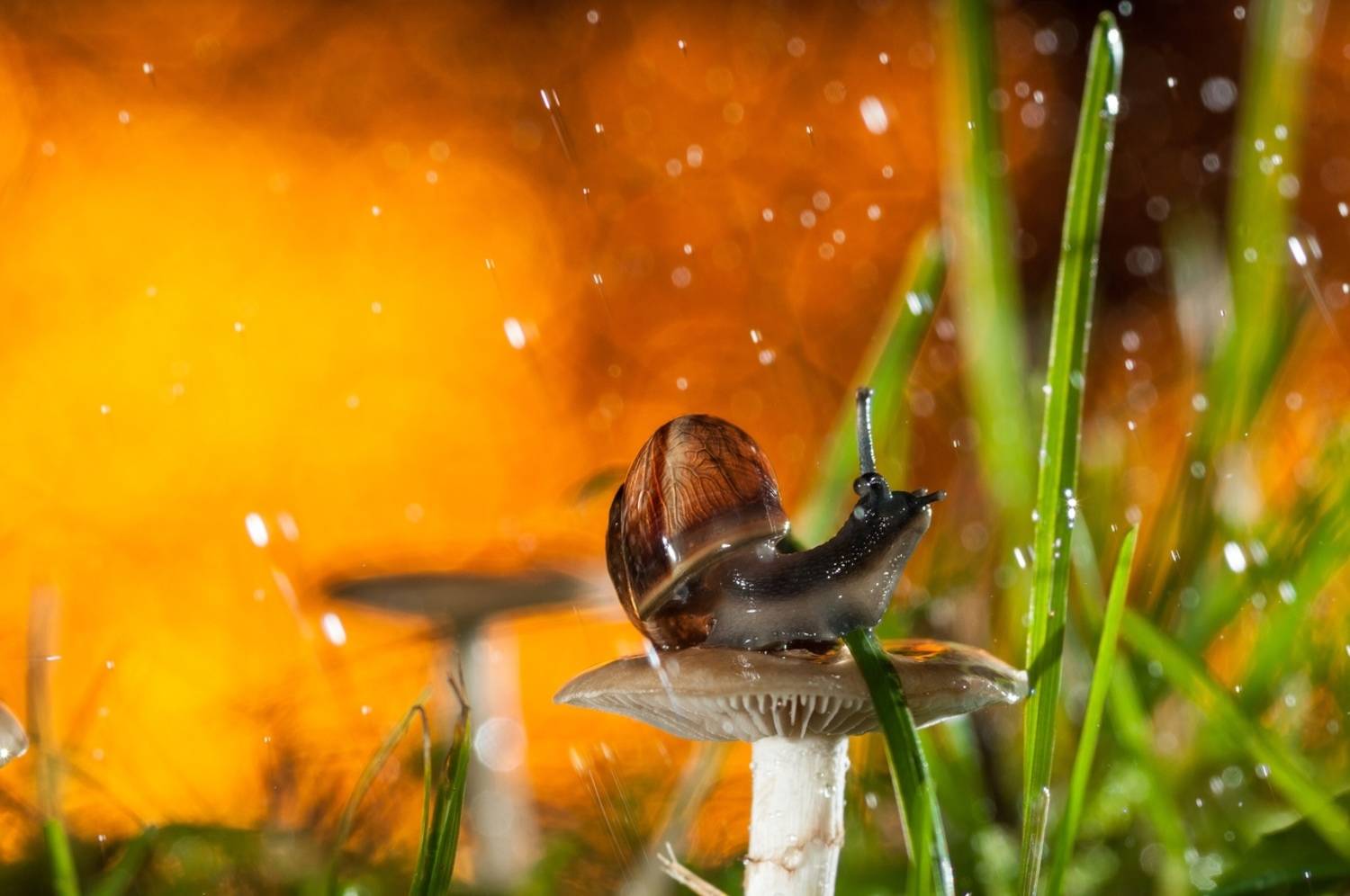 , Сизов Кирилл