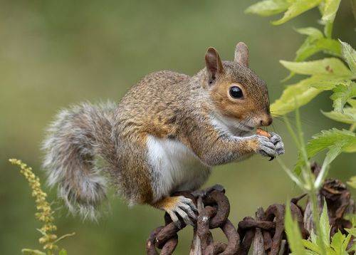 Grey Squirrel