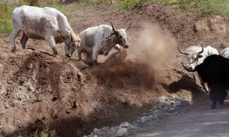 Разборки в Оке фото превью
