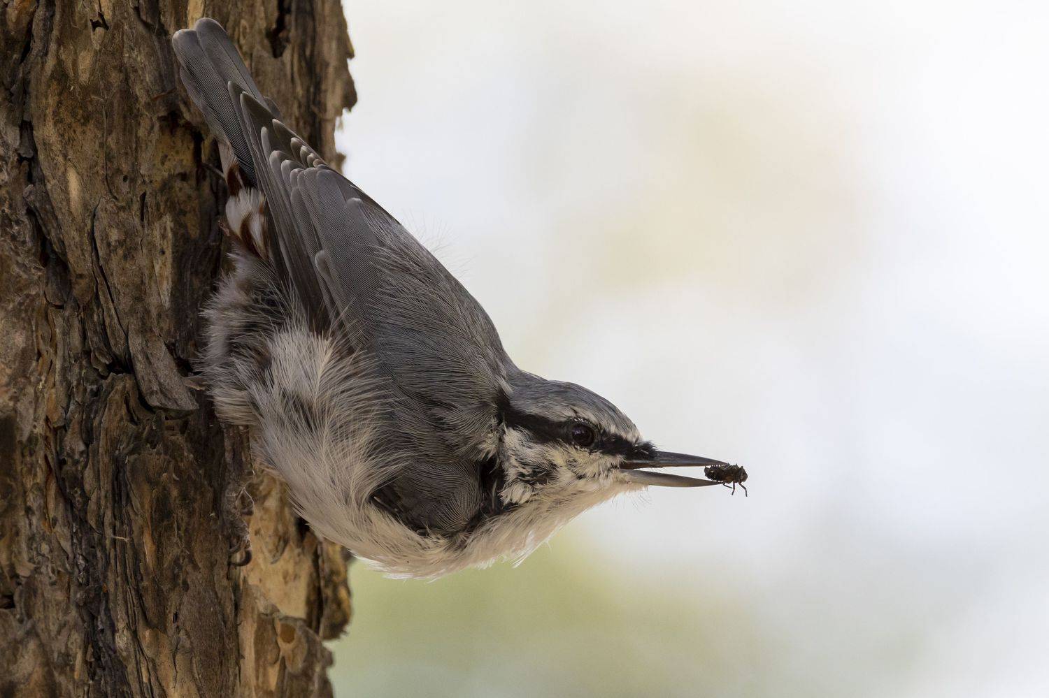 , Щепанов Дмитрий