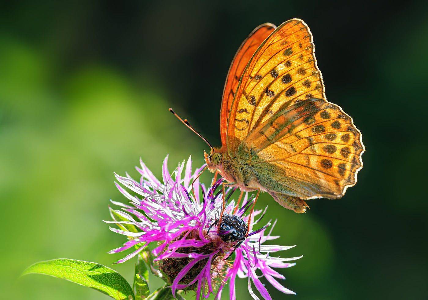 насекомые, бабочка, нимфалида, перламутровка, большая, лесная, цветок, лето, Борис Новиков