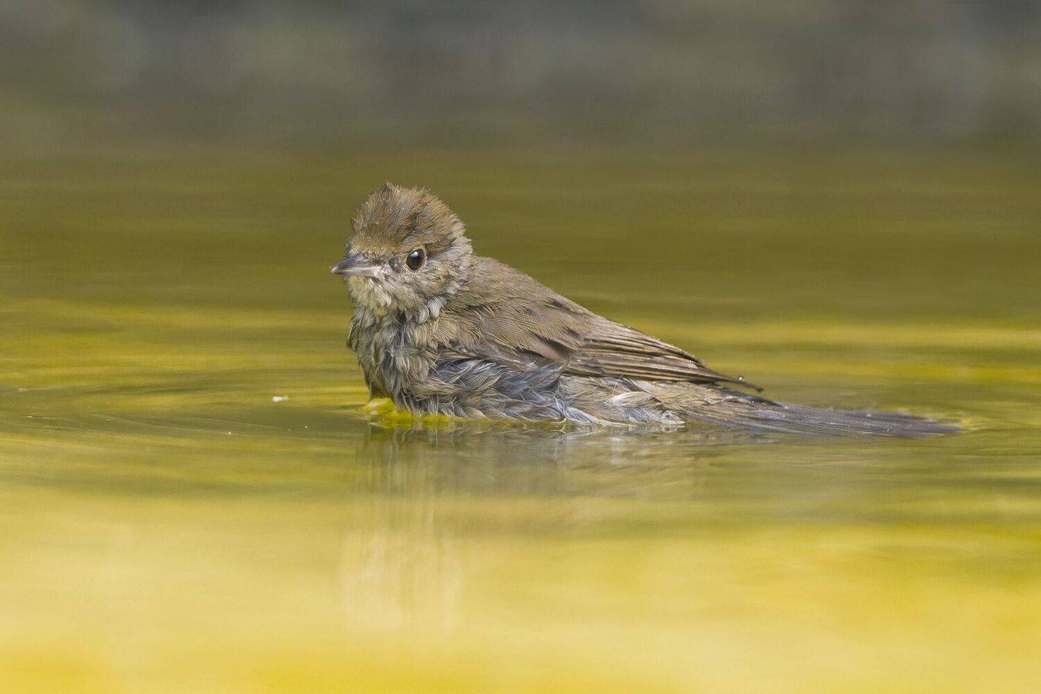 , Евгени Стефанов