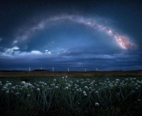 Flowers in the night
