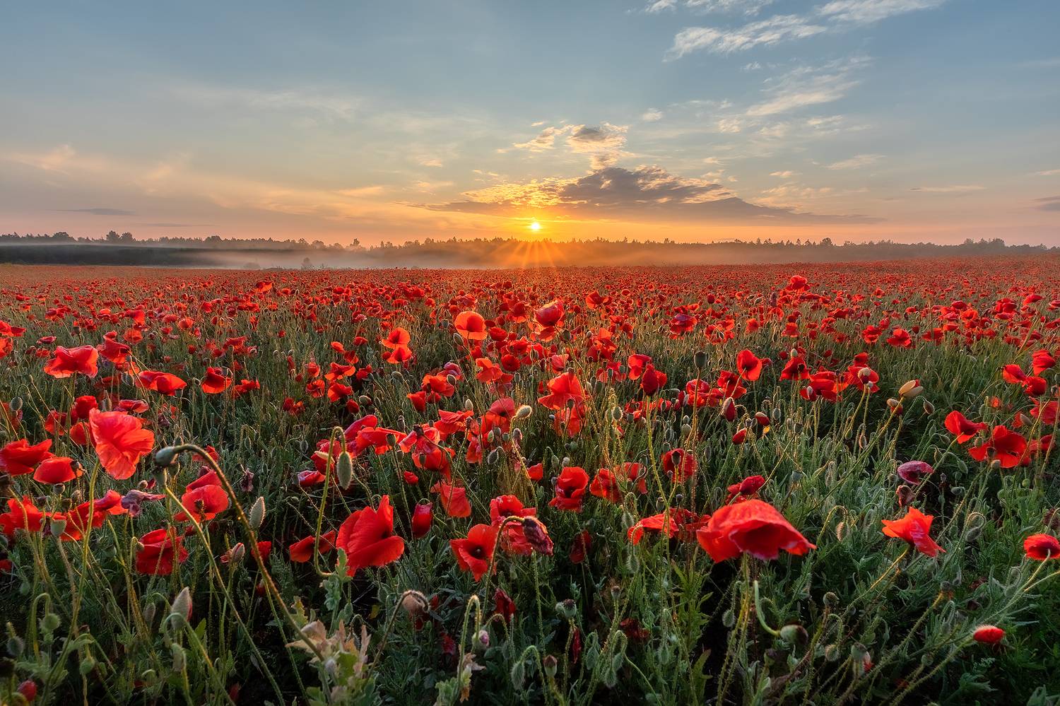 , Alexander Pashenichev