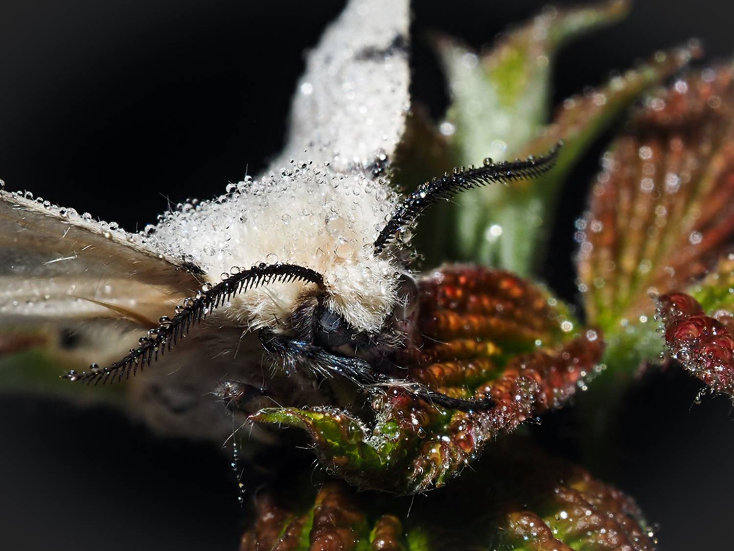 , Сергей Калёв